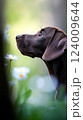 Chocolate lab puppy enjoying a peaceful moment surrounded by blooming wildflowers in a vibrant spring setting 124009644