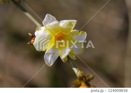 春の公園に咲く白と黄色のオウバイモドキ(ウンナンオウバイ)の花 春の公園に咲く白と黄色のオウバイモドキ(ウンナンオウバイ)の花 124009656