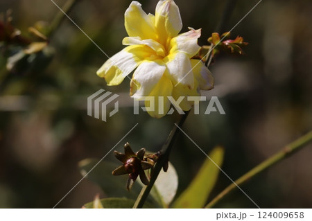 春の公園に咲く白と黄色のオウバイモドキ(ウンナンオウバイ)の花 春の公園に咲く白と黄色のオウバイモドキ(ウンナンオウバイ)の花 124009658