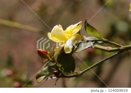 春の公園に咲く白と黄色のオウバイモドキ（ウンナンオウバイ）の花 124009659