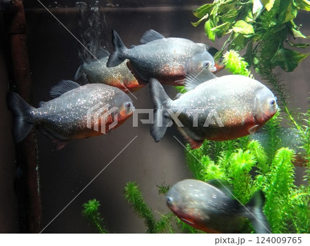 ピラニア 124009765