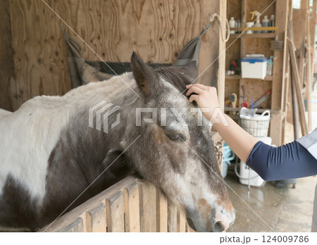 involved with horses involved with horses 124009786
