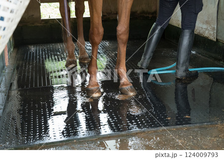 involved with horses 124009793