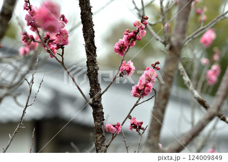 随心院　小野梅園　はねずの梅(京都市山科区) 124009849