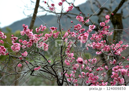 随心院　小野梅園　はねずの梅(京都市山科区) 124009850