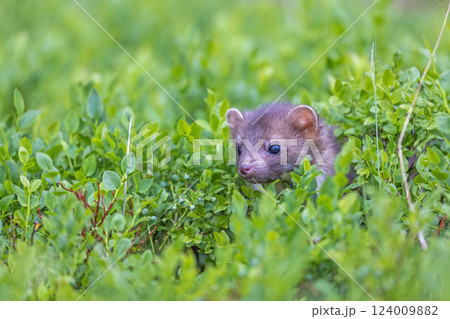 Cute marten is poking its head out of the plants Cute marten is poking its head out of the plants 124009882