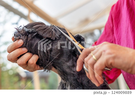 Closeup view of clipping ears of the Black Schnauzer dog. Closeup view of clipping ears of the Black Schnauzer dog. 124009889