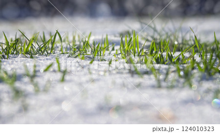 Spring awakening grass through snow and rainbow bokeh 124010323