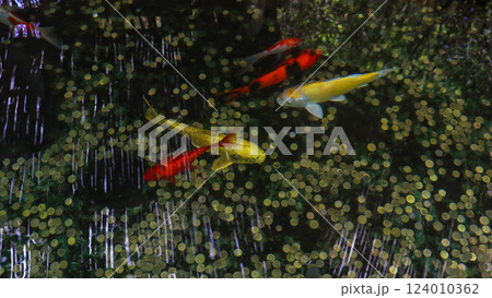 Yellow and red carp in a pool with shimmering coins at the bottom Yellow and red carp in a pool with shimmering coins at the bottom 124010362