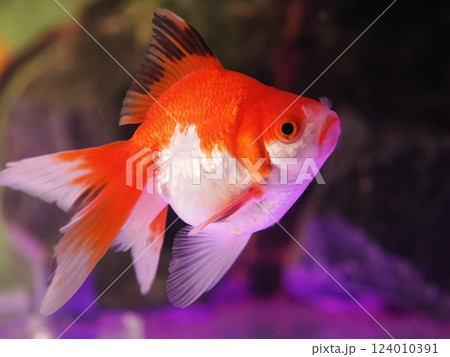 水槽の中で泳ぐ金魚 124010391