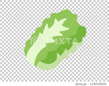 Illustration of Chinese cabbage icon 124010830