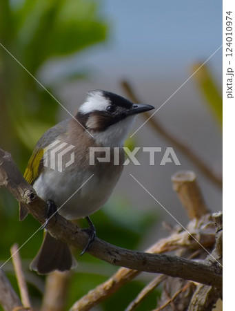 エサ待ちのシロガシラ 124010974