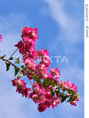 晴天に映える鮮やかなブーゲンビレアブライダルピンク 晴天に映える鮮やかなブーゲンビレアブライダルピンク 124010978