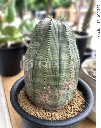 ユーフォルビア オベサ 124011587