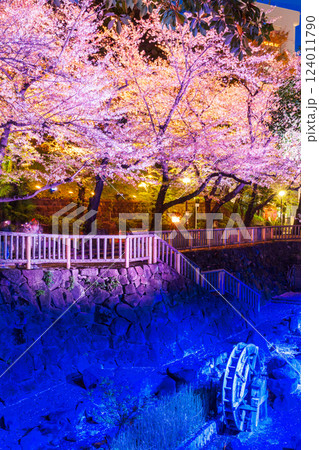 音無親水公園のライトアップの桜 東京都 音無親水公園のライトアップの桜 東京都 124011790