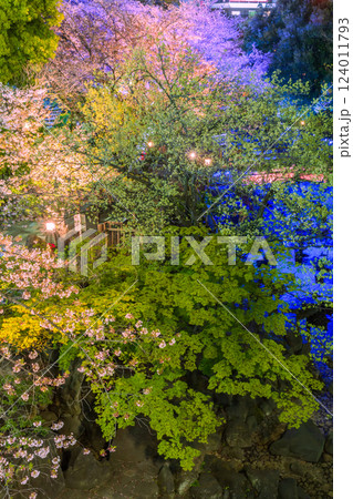 音無親水公園のライトアップの桜　東京都 124011793