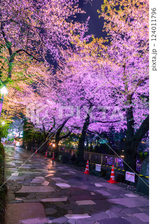 音無親水公園のライトアップの桜 東京都 音無親水公園のライトアップの桜 東京都 124011796