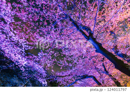 音無親水公園のライトアップの桜　東京都 124011797