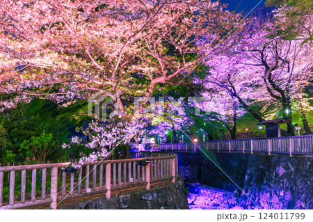 音無親水公園のライトアップの桜　東京都 124011799