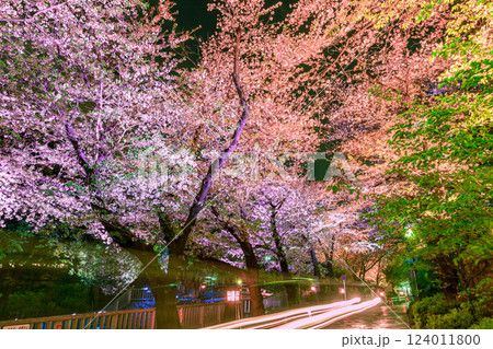 音無親水公園のライトアップの桜　東京都 124011800