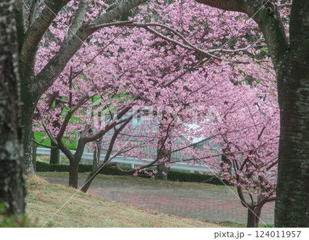満開に咲く河津桜 124011957