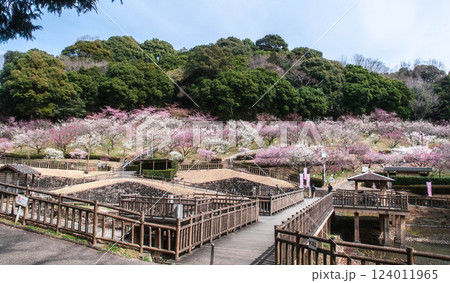 梅園に架かる橋　豊川市 赤塚山公園 梅まつり 124011965