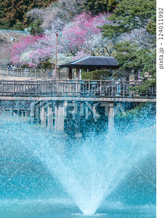梅咲く、噴水公園の池に架かる桟橋　豊川市 赤塚山公園 梅まつり 124011992