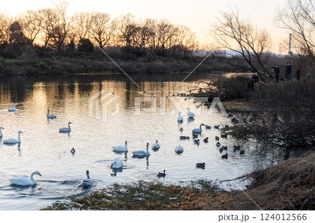 白鳥がいる夕焼けの川【越辺川コハクチョウ飛来地】埼玉県川島町 白鳥がいる夕焼けの川【越辺川コハクチョウ飛来地】埼玉県川島町 124012566