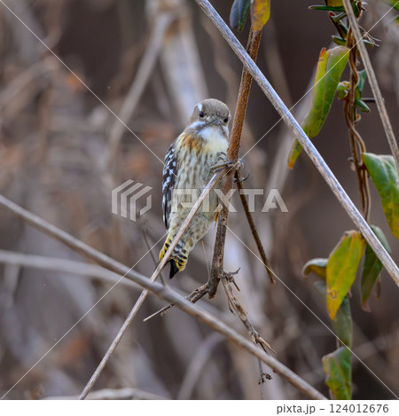 コゲラ　枝で食料探し 124012676