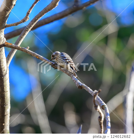 コゲラ　枝で食料探し 124012682