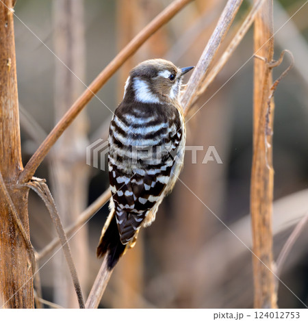 コゲラ　枝で食料探し 124012753