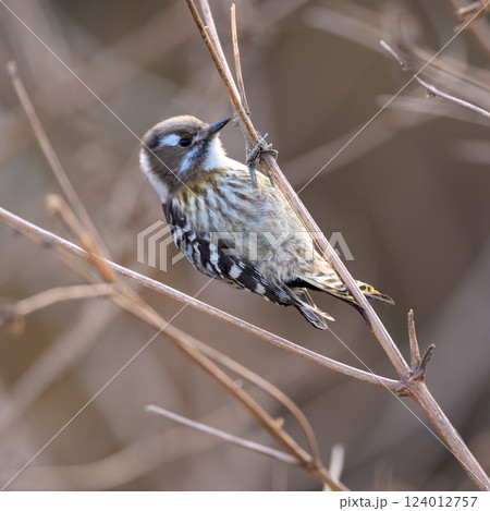 コゲラ　枝で食料探し 124012757