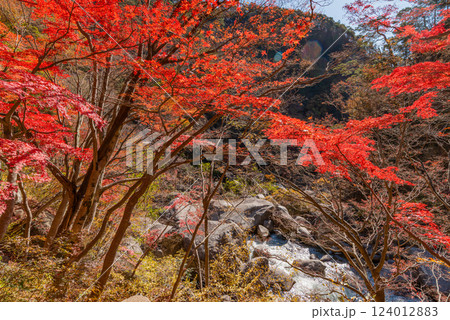 【山梨県】荒川沿いの遊歩道の紅葉が美しい、秋の昇仙峡 124012883