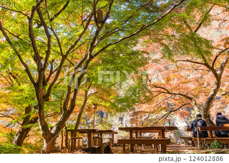 【山梨県】荒川沿いの遊歩道の紅葉が美しい、秋の昇仙峡 124012886