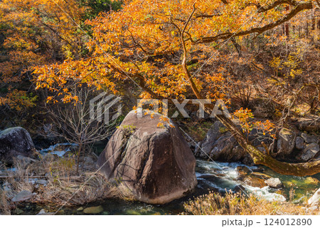 【山梨県】荒川沿いの遊歩道の紅葉が美しい、秋の昇仙峡 【山梨県】荒川沿いの遊歩道の紅葉が美しい、秋の昇仙峡 124012890