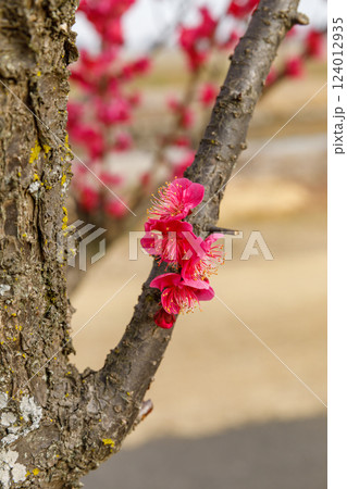 咲き始めた梅の花 124012935