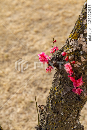 咲き始めた梅の花 124012938
