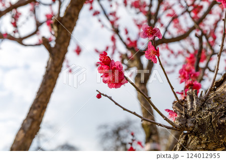 咲き始めた梅の花 咲き始めた梅の花 124012955
