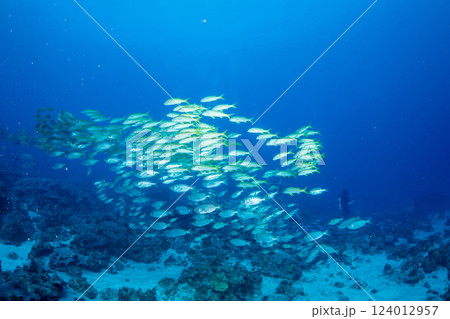 ノコギリダイの群れ　小笠原　東京都 124012957