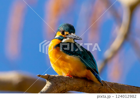 埼玉県川越市池辺 川越水上公園 修景池(ボート池)の水辺の枝にとまるカワセミ 埼玉県川越市池辺 川越水上公園 修景池(ボート池)の水辺の枝にとまるカワセミ 124012982