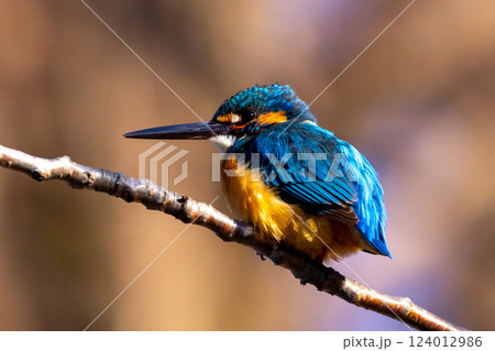 埼玉県川越市池辺　川越水上公園　修景池（ボート池）の水辺の枝にとまるカワセミ 124012986