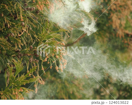 飛散するスギ花粉 124013022