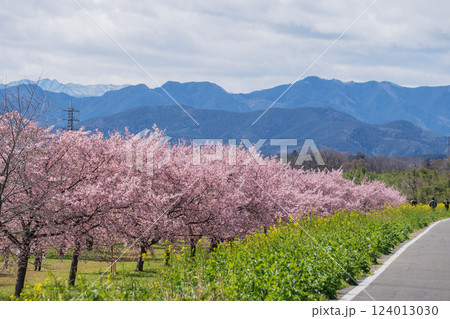 北浅羽桜堤公園:山並みを背景にした桜並木/埼玉県坂戸市 北浅羽桜堤公園:山並みを背景にした桜並木/埼玉県坂戸市 124013030