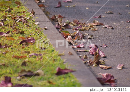 公園の落ち葉 124013131