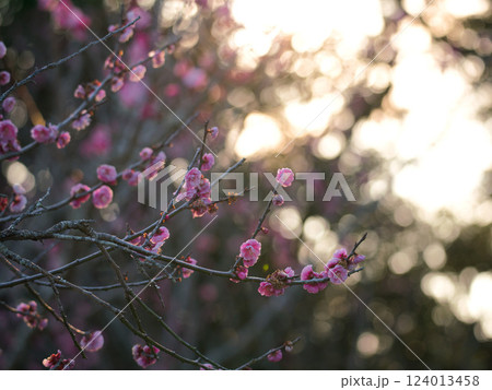 満開の梅の花 満開の梅の花 124013458
