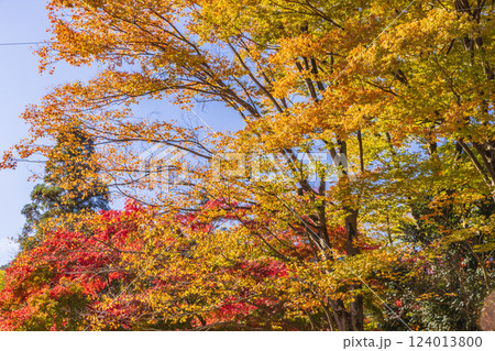 高尾山のもみじの紅葉　東京秋風景 124013800