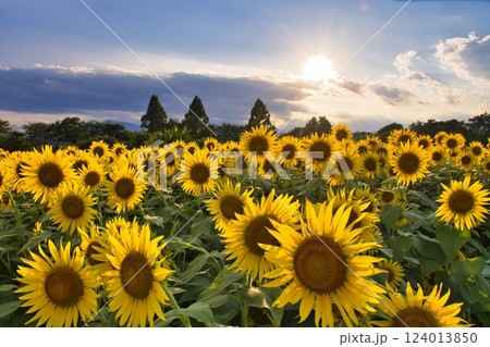【座間市】夕日が落ちるひまわり畑 【座間市】夕日が落ちるひまわり畑 124013850