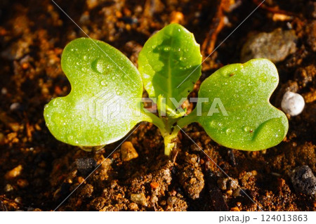 カブ　蕪 124013863