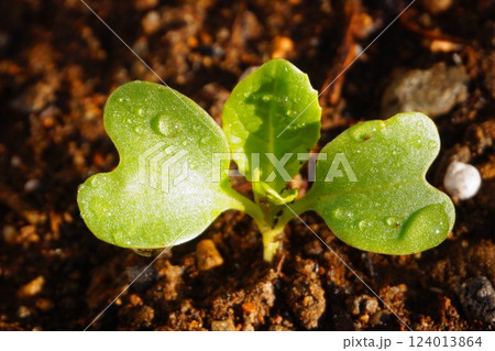 カブ　蕪 124013864