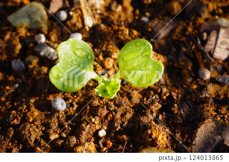 カブ　蕪 124013865